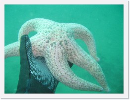 IMG_0493 * Short Spined Sea Star * 2048 x 1536 * (969KB)